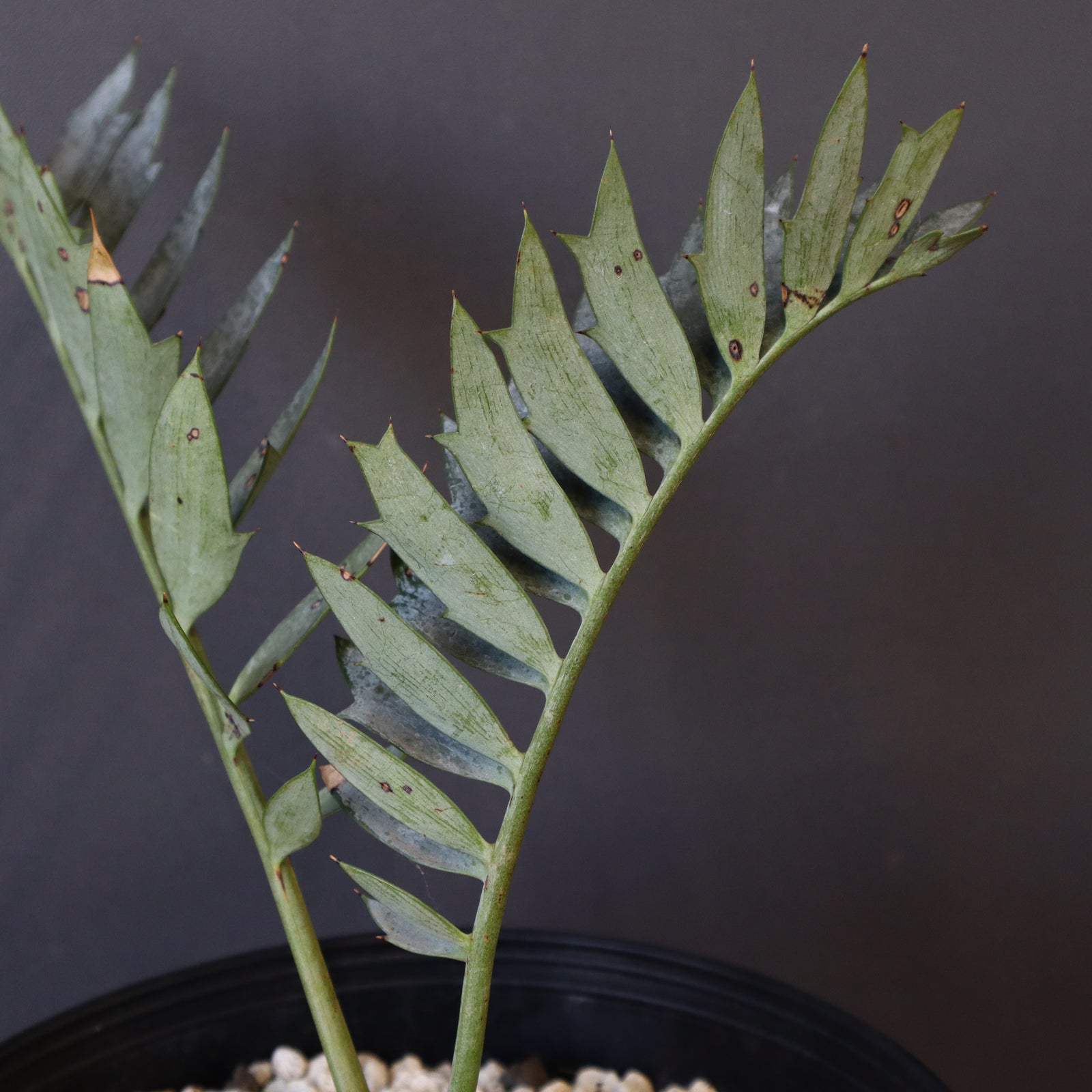 エンセファラルトス ホリダス エンセファラルトス ホリダス 78 – TaiShoDo ONLINE SHOP