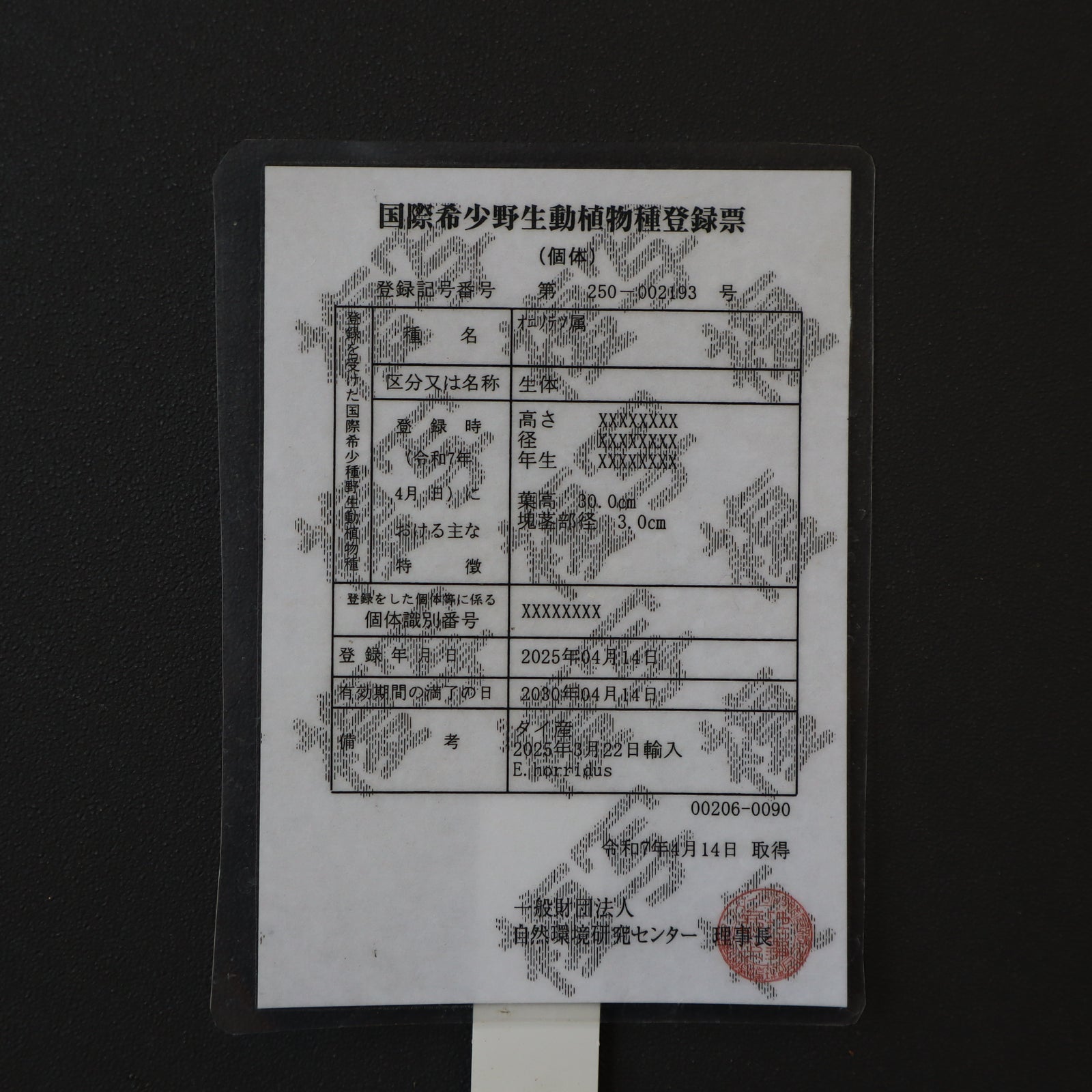 エンセファラルトス ホリダス 葉性良個体 国内長期管理 登録票付 エンセファラルトス ホリダス 葉性良個体 国内長期管理 登録票付