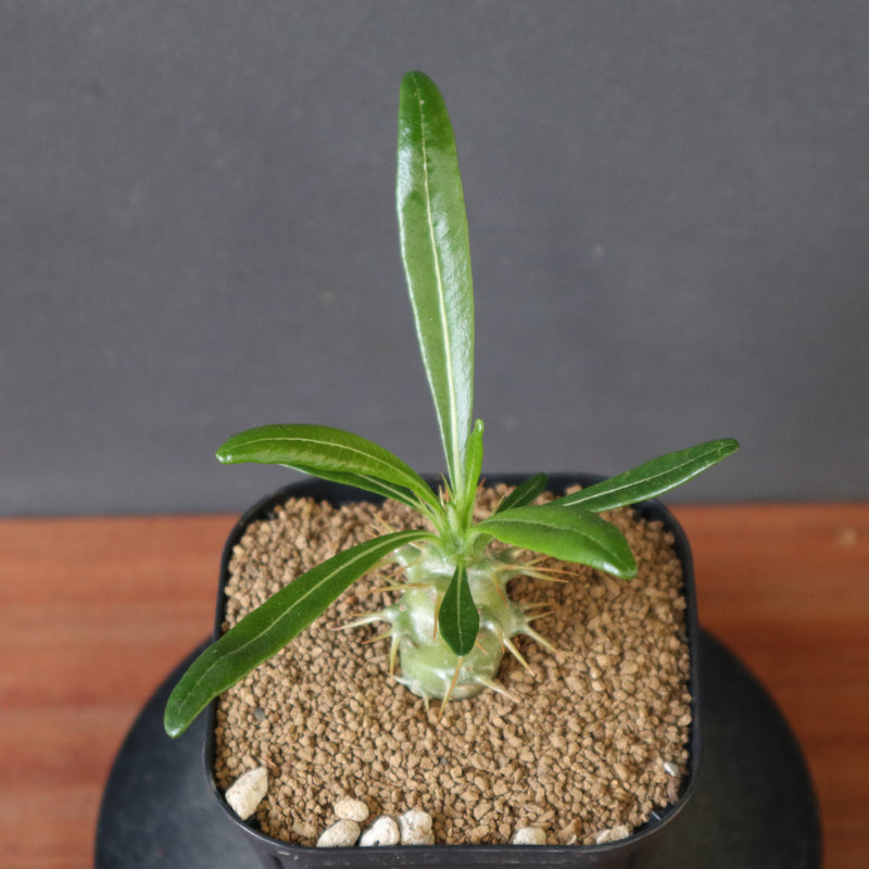 P.アンボンゲンセ（実生）EC2948 – TaiShoDo ONLINE SHOP