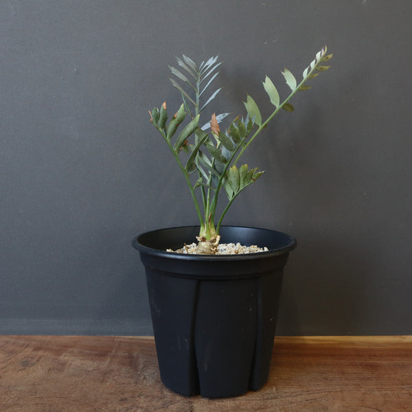 エンセファラルトス ホリダス 76 – TaiShoDo ONLINE SHOP