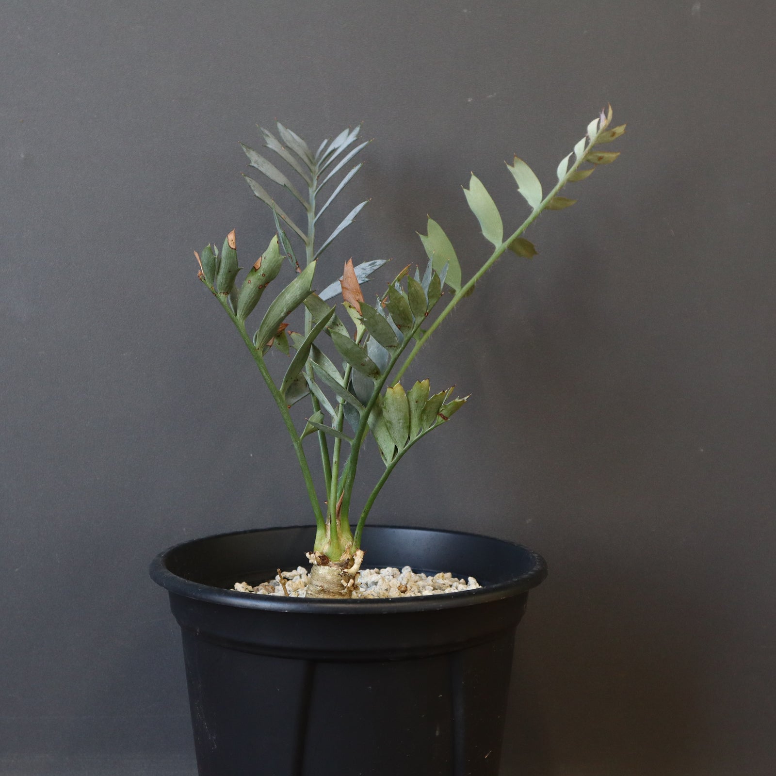 エンセファラルトス ホリダス 76 – TaiShoDo ONLINE SHOP