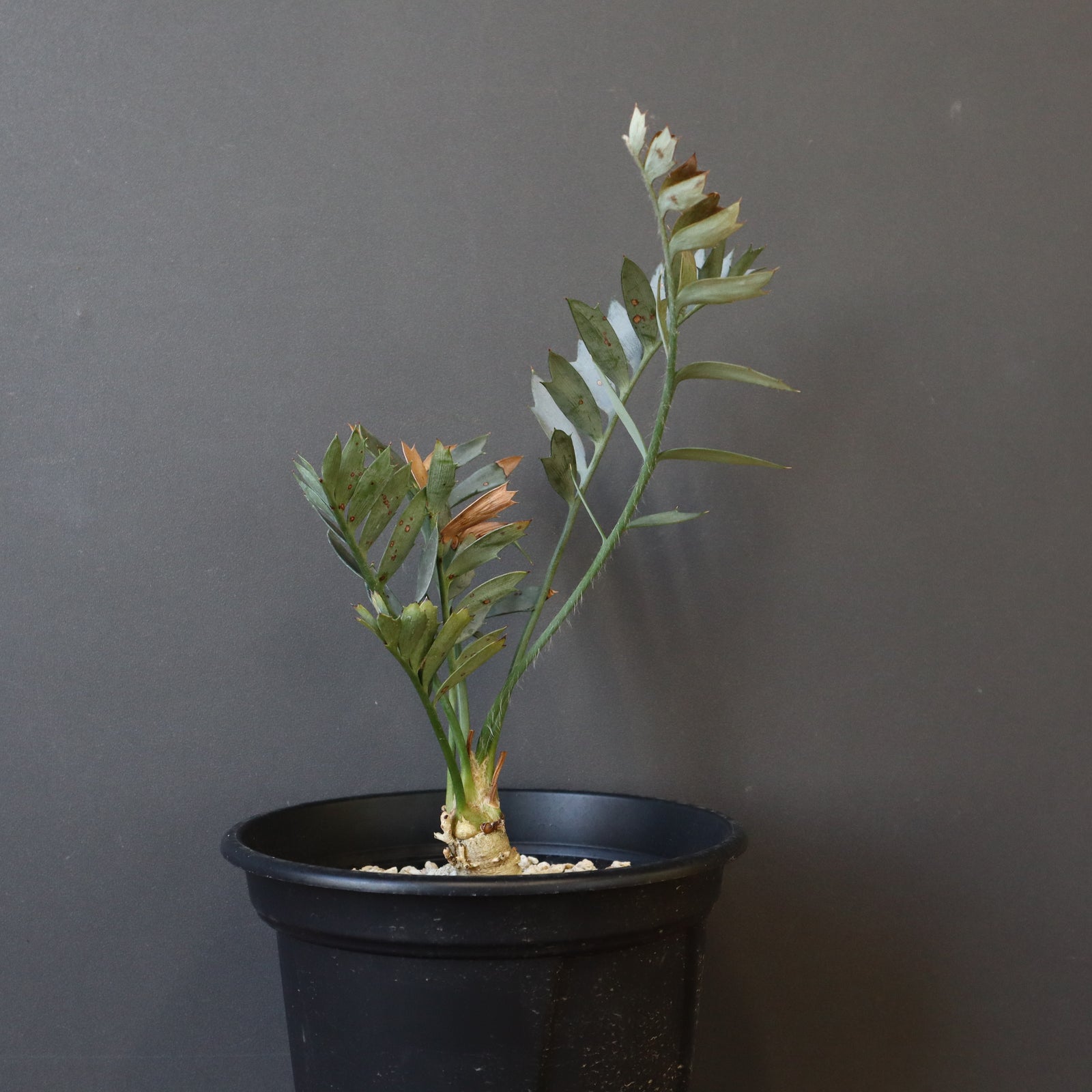 エンセファラルトス ホリダス 76 – TaiShoDo ONLINE SHOP