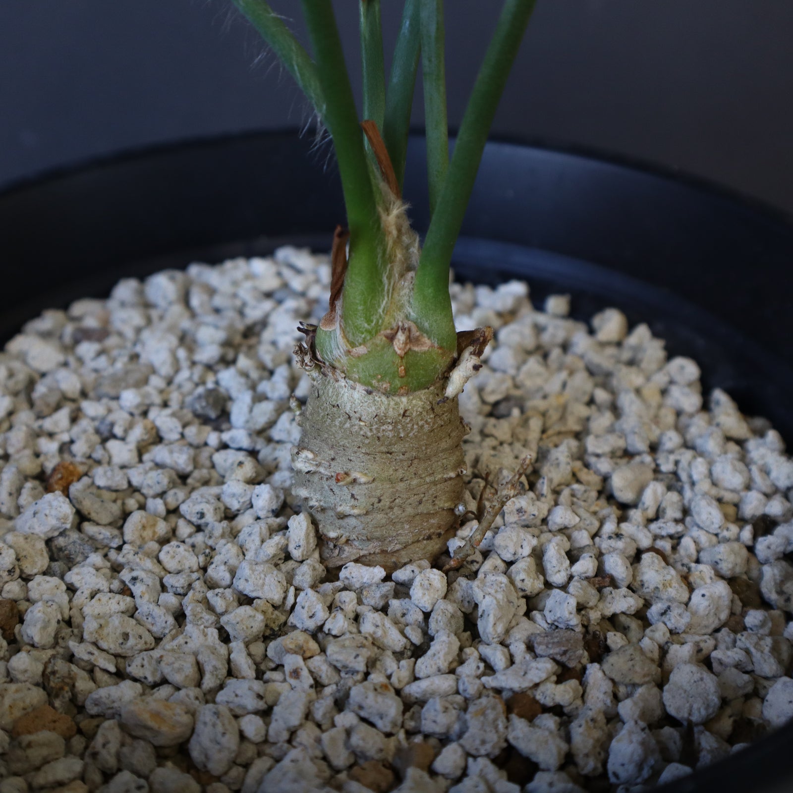 エンセファラルトス ホリダス 76 – TaiShoDo ONLINE SHOP