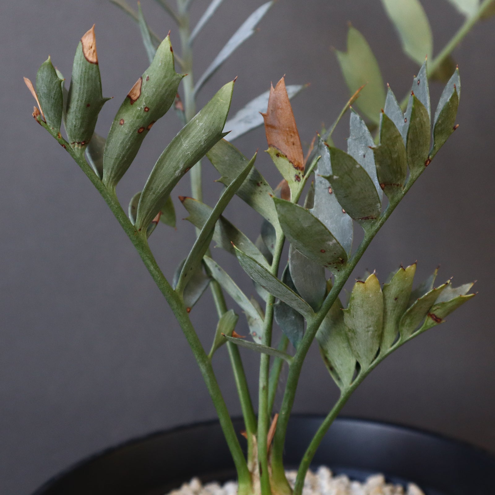 エンセファラルトス ホリダス 76 – TaiShoDo ONLINE SHOP