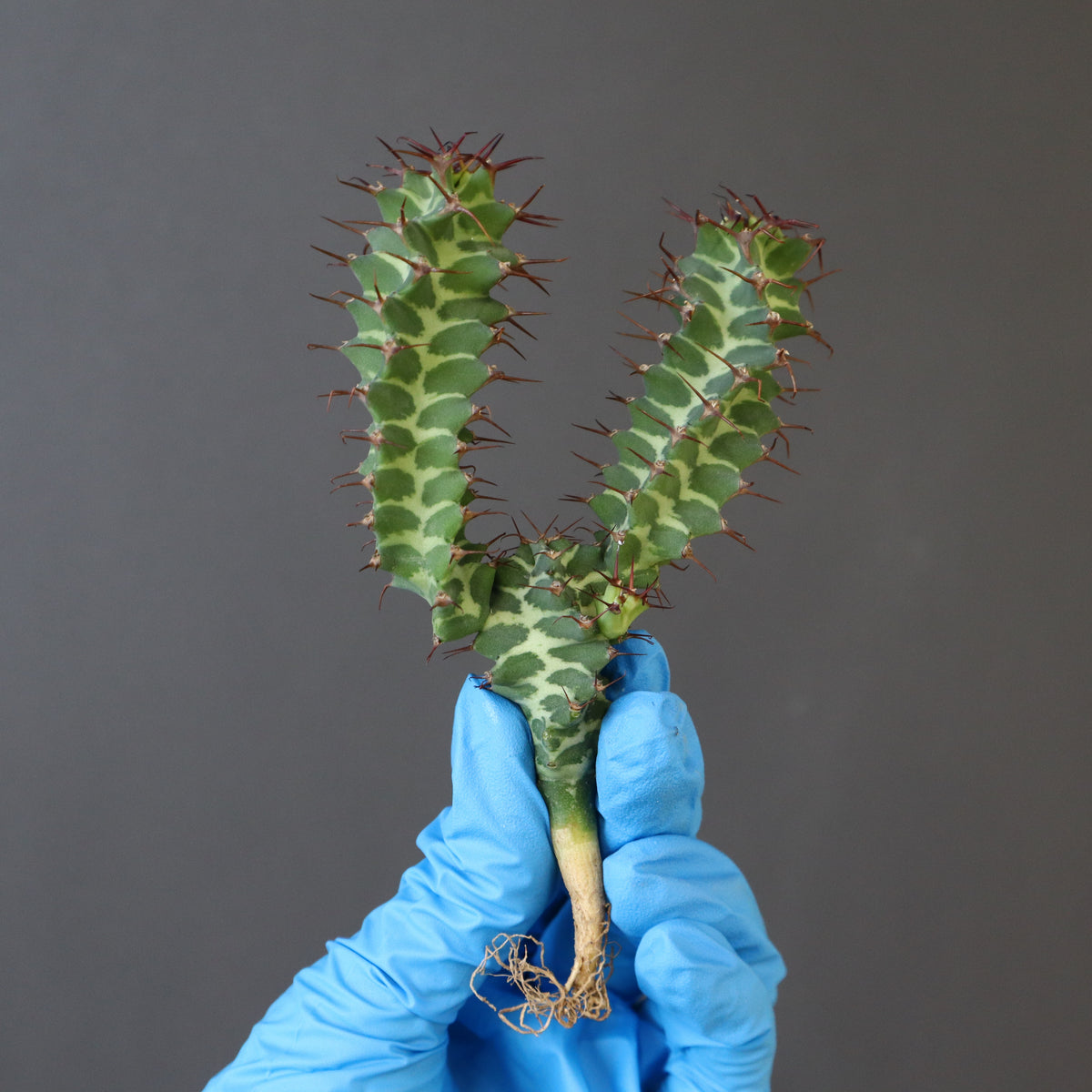 TaiShoDo ONLINE SHOP 塊根植物 多肉植物通販