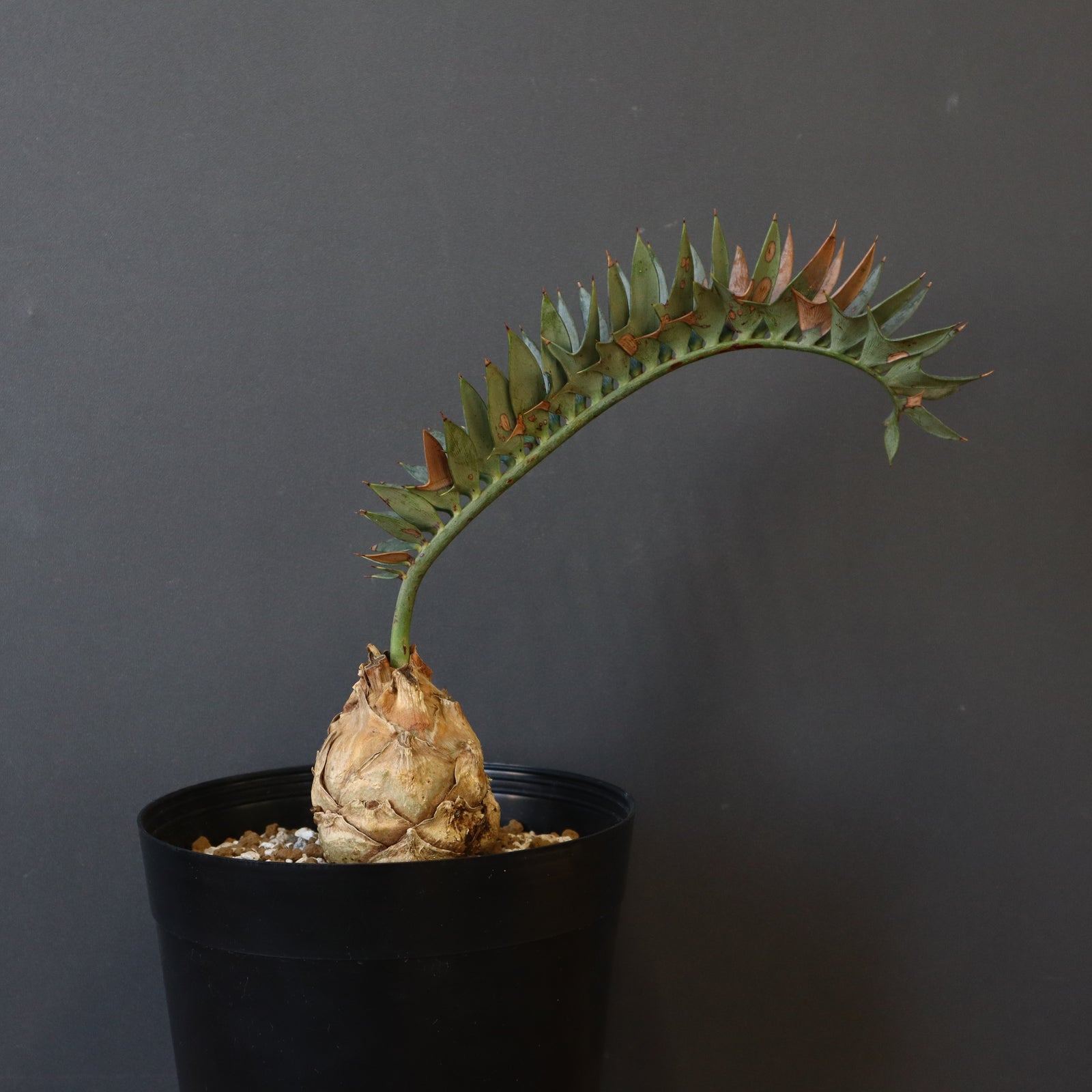 エンセファラルトス　プリンセプス エンセファラルトス プリンセプス | mana's farm:塊根植物・アガベ