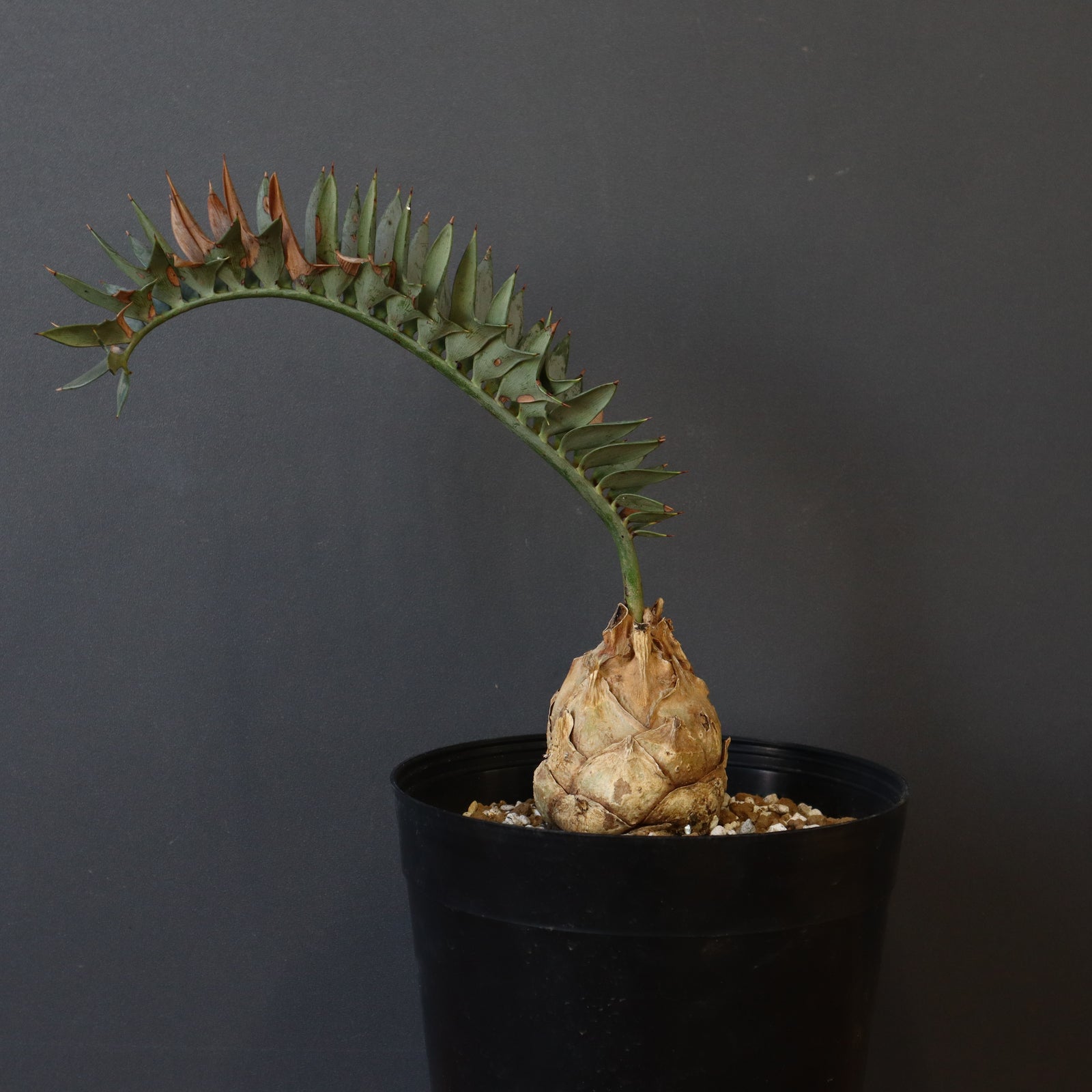 【ドワーフ】エンセファラルトス・ホリダス 約6cm｜No3-35 エンセファラルトス ホリダス 63 – TaiShoDo ONLINE SHOP
