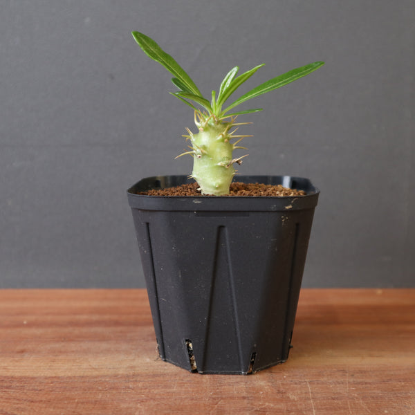 P.アンボンゲンセ（実生）EC2950 – TaiShoDo ONLINE SHOP