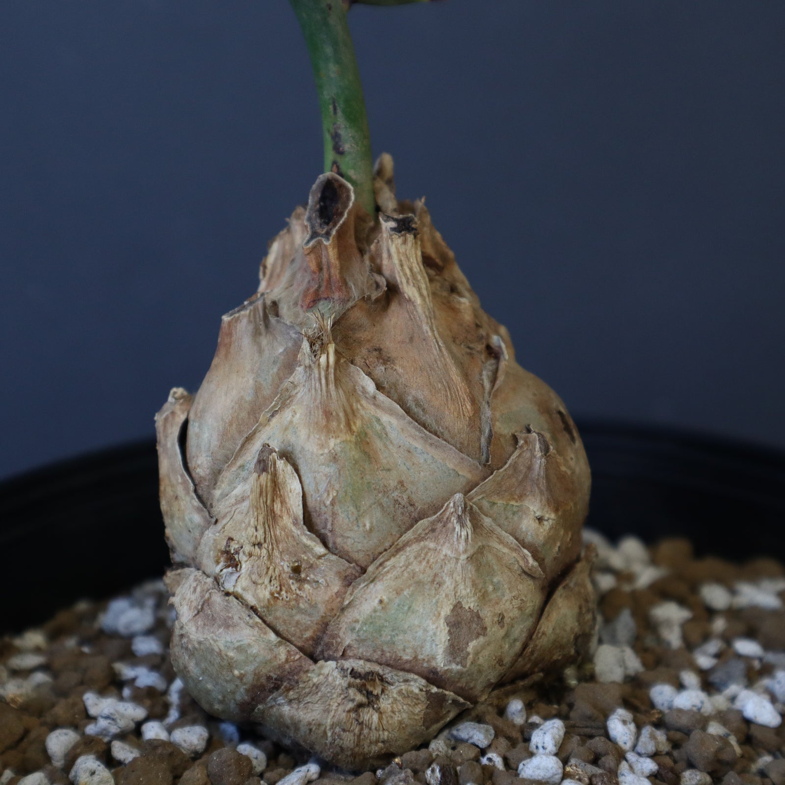 エンセファラルトス ホリダス 63 – TaiShoDo ONLINE SHOP