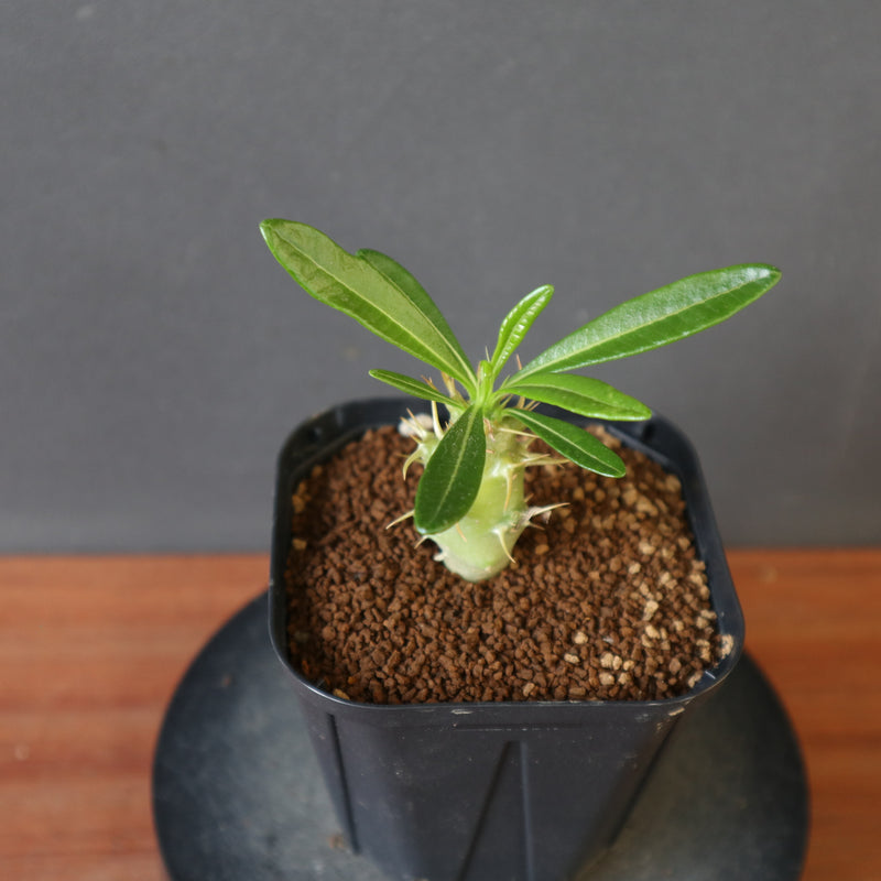 P.アンボンゲンセ（実生）EC2950 – TaiShoDo ONLINE SHOP