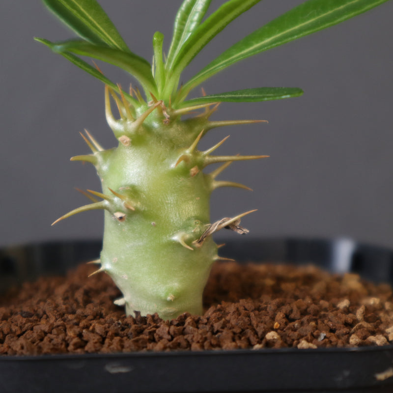P.アンボンゲンセ（実生）EC2950 – TaiShoDo ONLINE SHOP