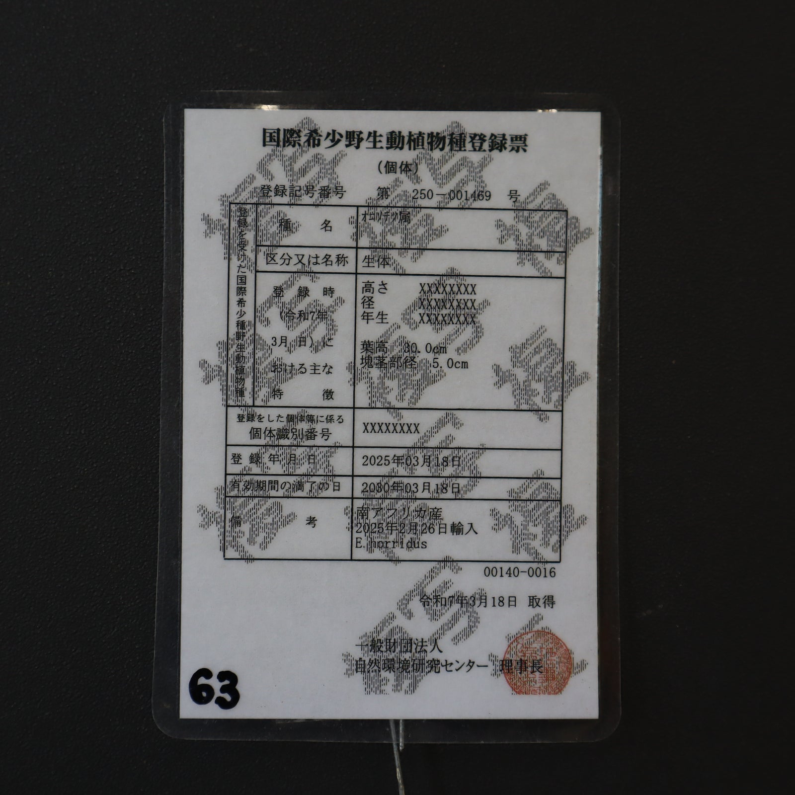 エンセファラルトス ホリダス 葉性良個体 国内長期管理 登録票付 エンセファラルトス ホリダス 葉性良個体 国内長期管理 登録票付