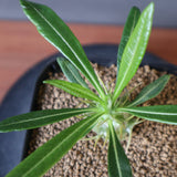 P.アンボンゲンセ（実生）EC2951