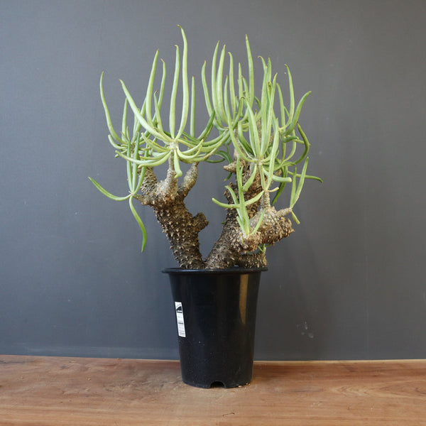 塊根植物 – 2ページ目 – TaiShoDo ONLINE SHOP