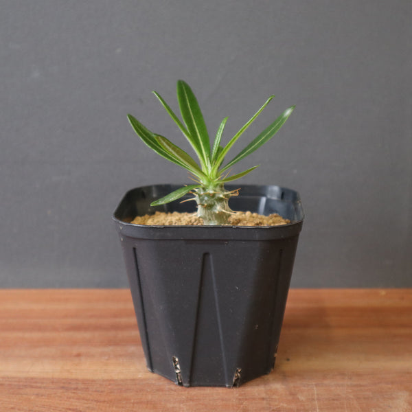P.アンボンゲンセ（実生）EC2956 – TaiShoDo ONLINE SHOP