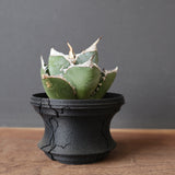 【plants greed】アガベ SAD   EC966