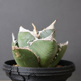 【plants greed】アガベ SAD   EC966