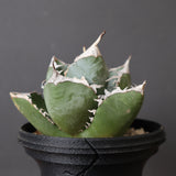 【plants greed】アガベ SAD   EC966