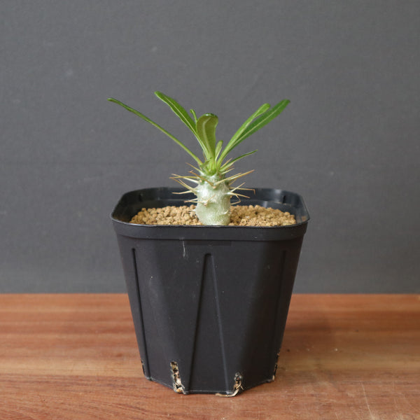 TaiShoDo ONLINE SHOP 塊根植物 多肉植物通販