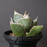 【plants greed】アガベ SAD   EC966