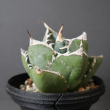 【plants greed】アガベ SAD   EC966