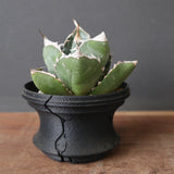 【plants greed】アガベ SAD   EC966