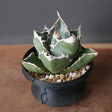 【plants greed】アガベ SAD   EC966