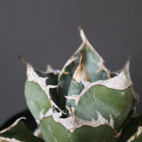 【plants greed】アガベ SAD   EC966