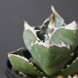 【plants greed】アガベ SAD   EC966