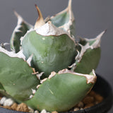 【plants greed】アガベ SAD   EC966