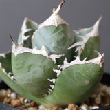 【plants greed】アガベ SAD   EC966