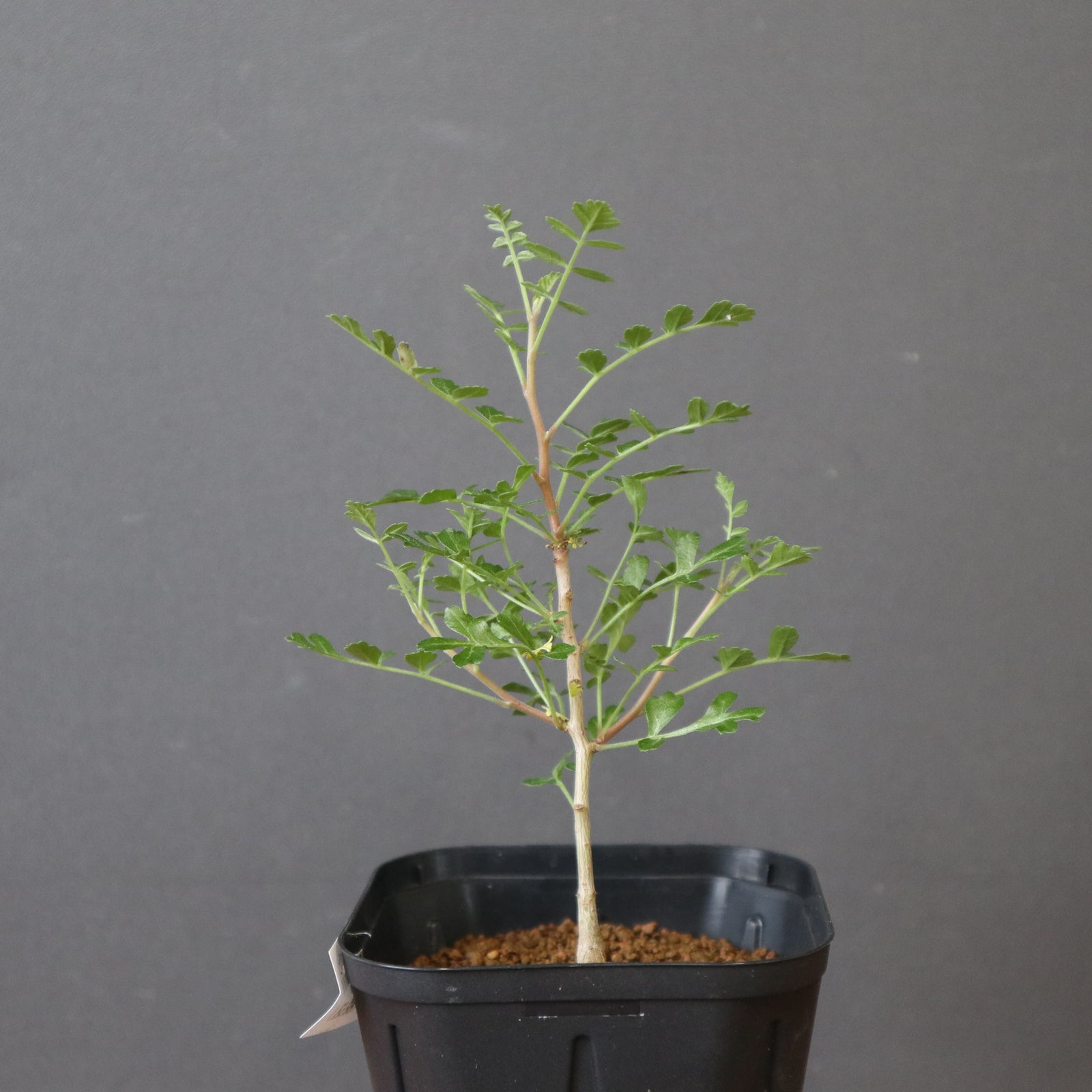 P.ディスカラー(実生) EC2957 – TaiShoDo ONLINE SHOP