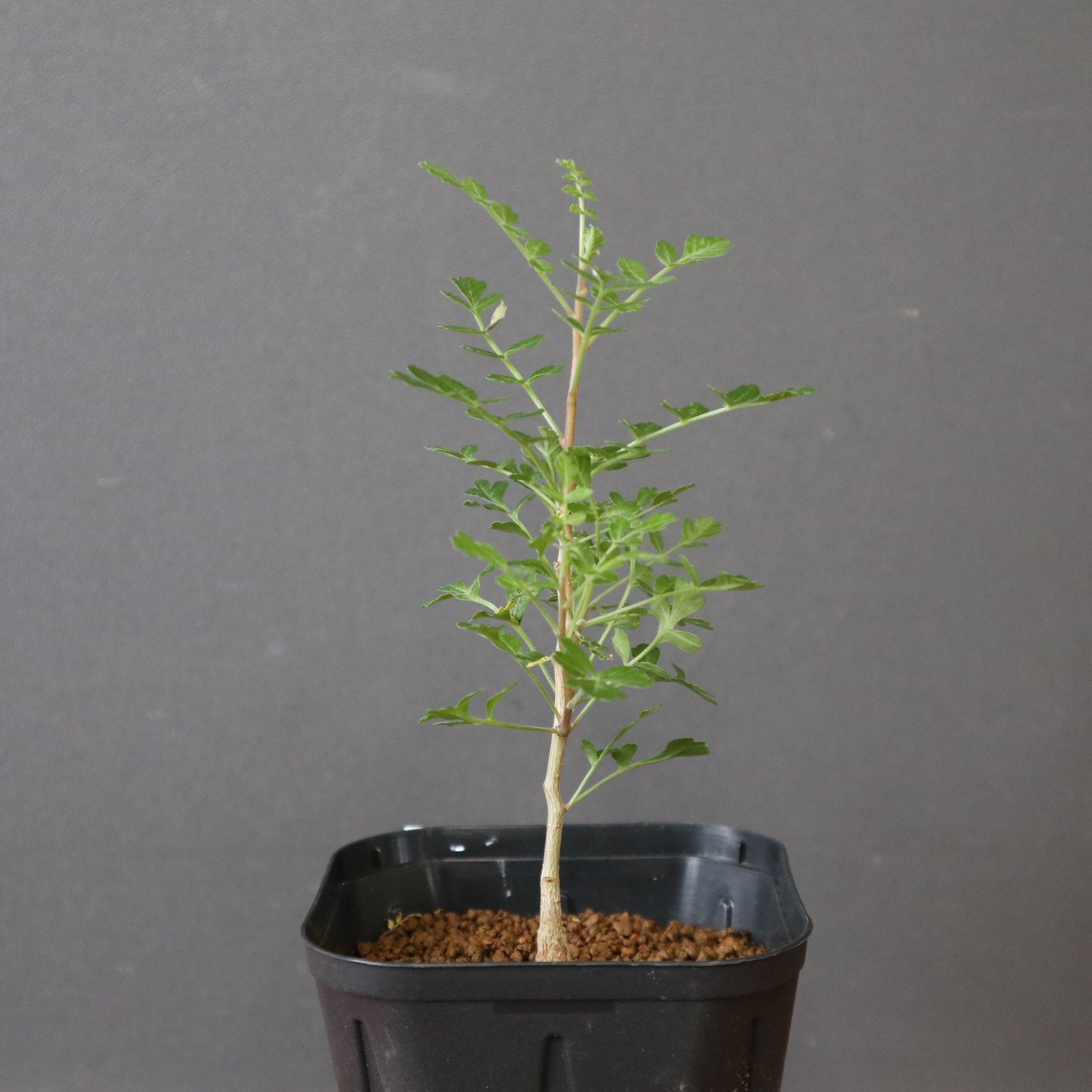 P.ディスカラー(実生) EC2957 – TaiShoDo ONLINE SHOP