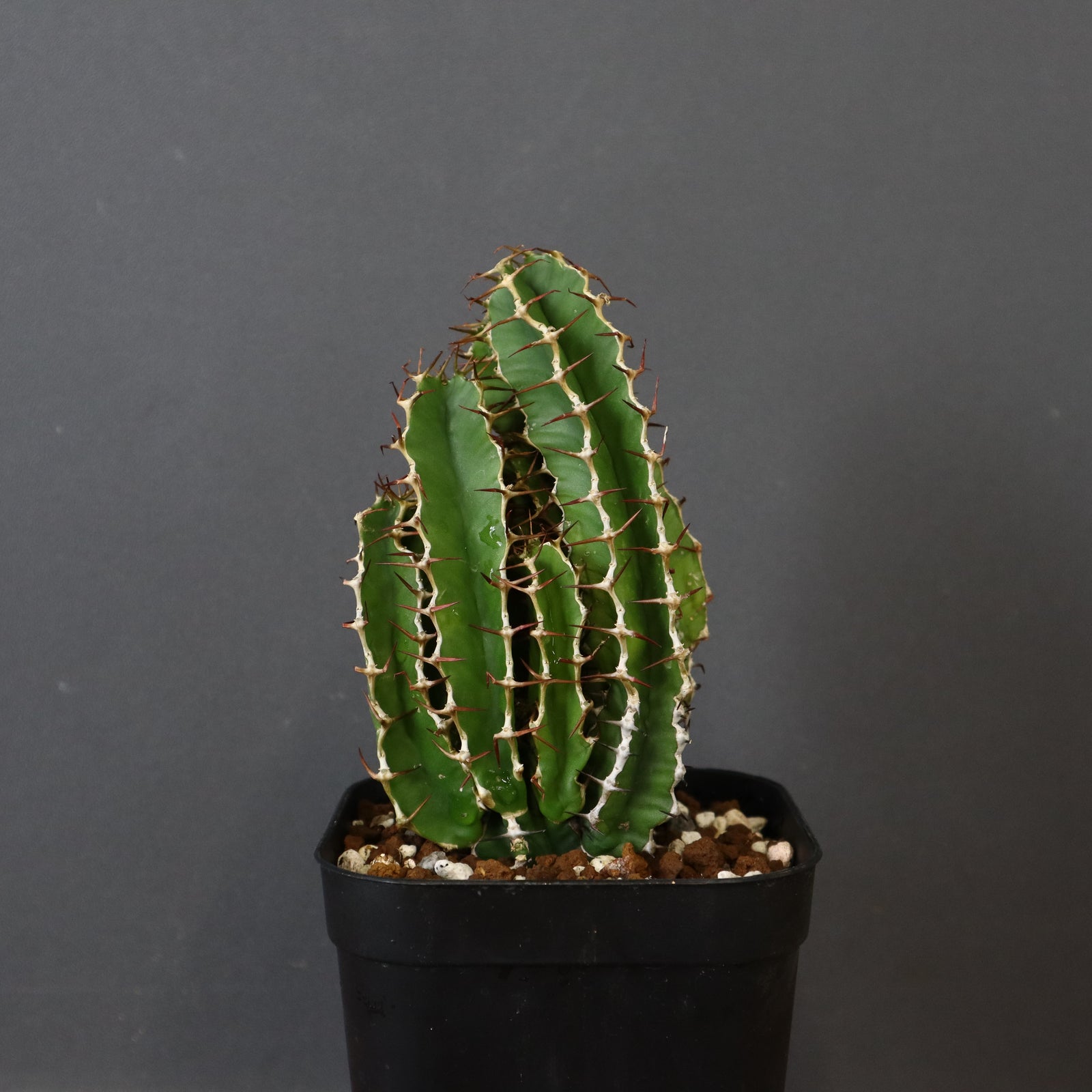 E.ムランジーナ（実生）148 – TaiShoDo ONLINE SHOP