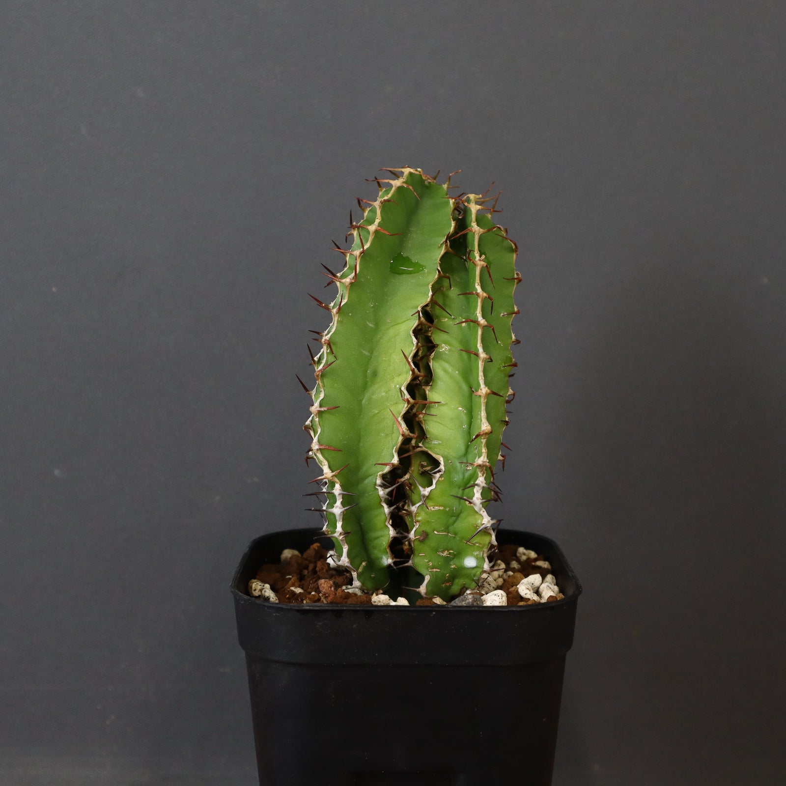 E.ムランジーナ（実生）148 – TaiShoDo ONLINE SHOP