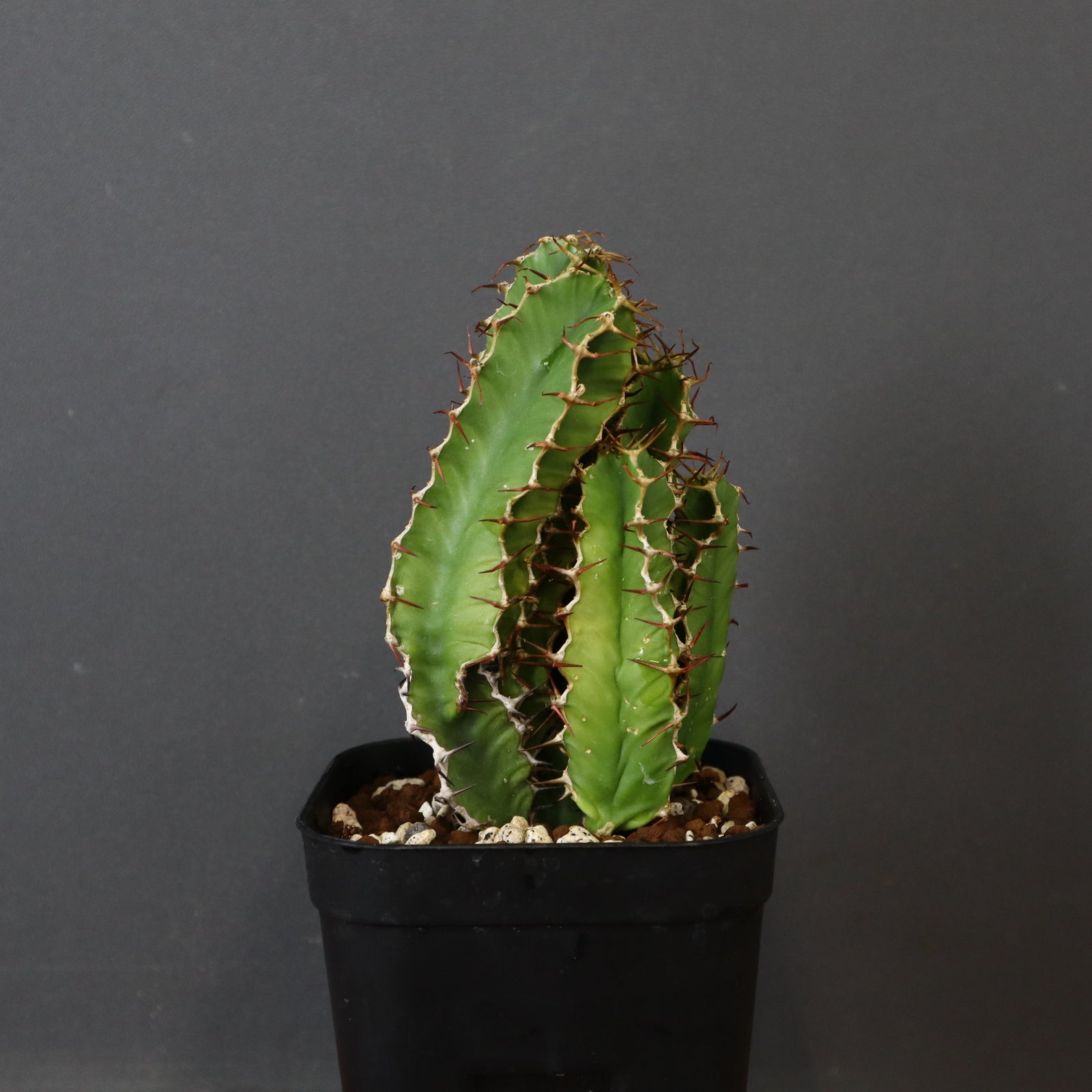 E.ムランジーナ（実生）148 – TaiShoDo ONLINE SHOP