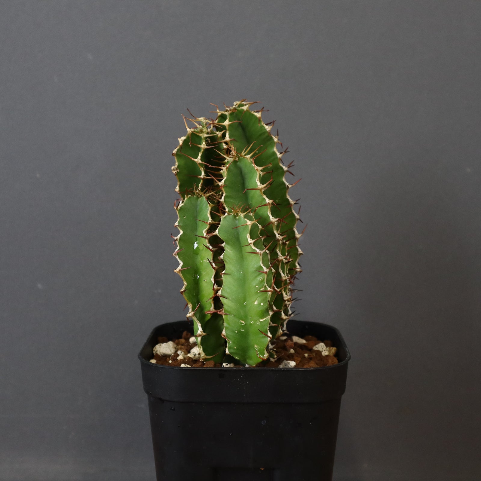 E.ムランジーナ（実生）148 – TaiShoDo ONLINE SHOP