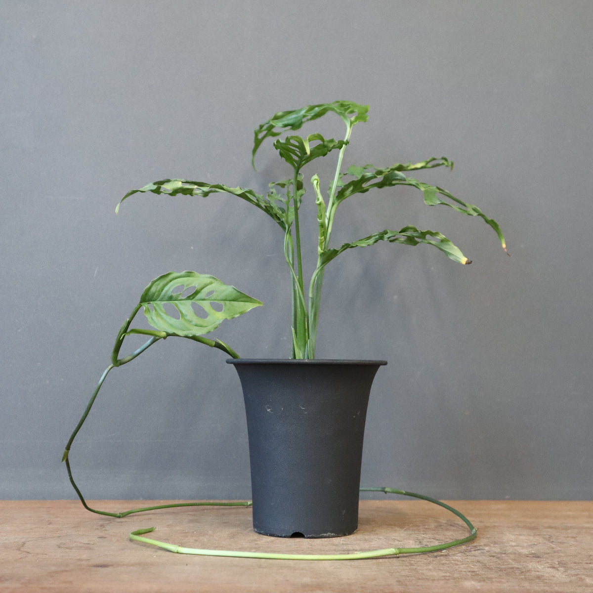 ピックアップ商品 – TaiShoDo ONLINE SHOP