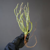 【ベアルート】E.エチュベルクローサ EC2089