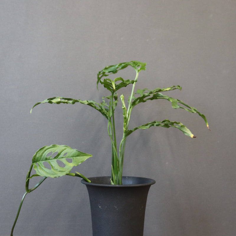 モンステラ　オブリクリア・ペルー　EC1176