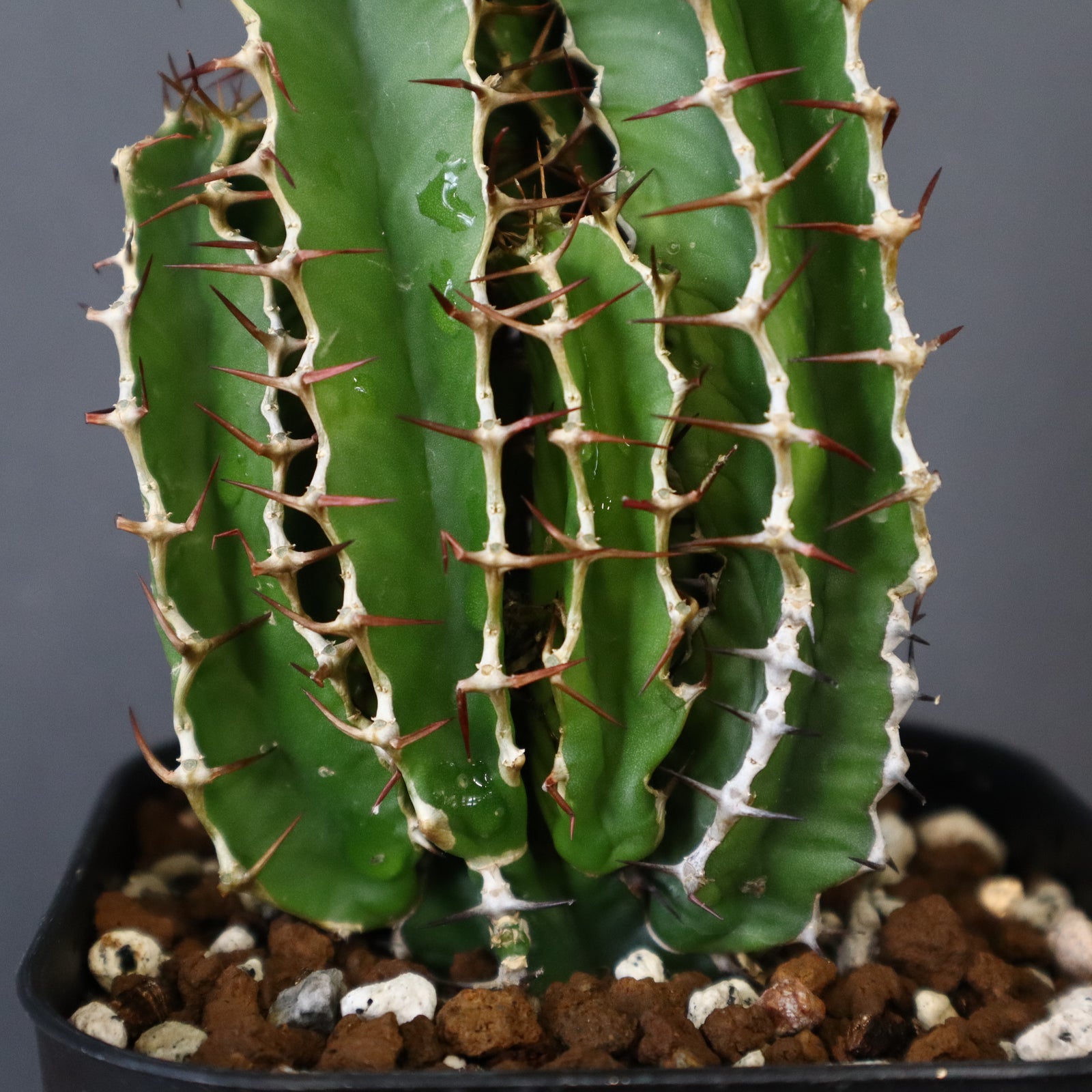 E.ムランジーナ（実生）148 – TaiShoDo ONLINE SHOP