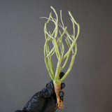 【ベアルート】E.エチュベルクローサ EC2089