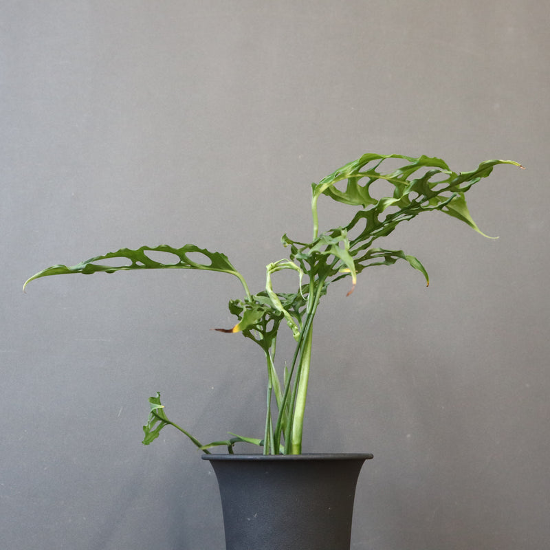 モンステラ　オブリクリア・ペルー　EC1176