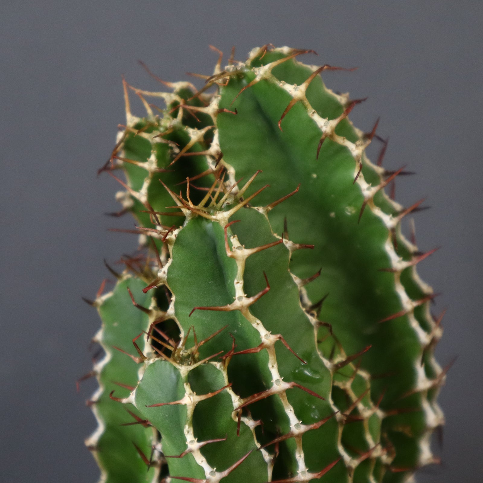 【塊根植物】ムランジーナ （実生） ユーフォルビア ムランジーナ 実生 入荷しました！ かなり価格も