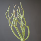 【ベアルート】E.エチュベルクローサ EC2089