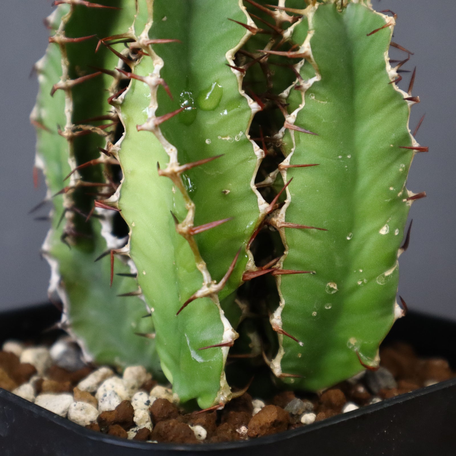 E.ムランジーナ（実生）148 – TaiShoDo ONLINE SHOP