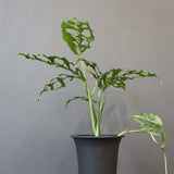 モンステラ　オブリクリア・ペルー　EC1176