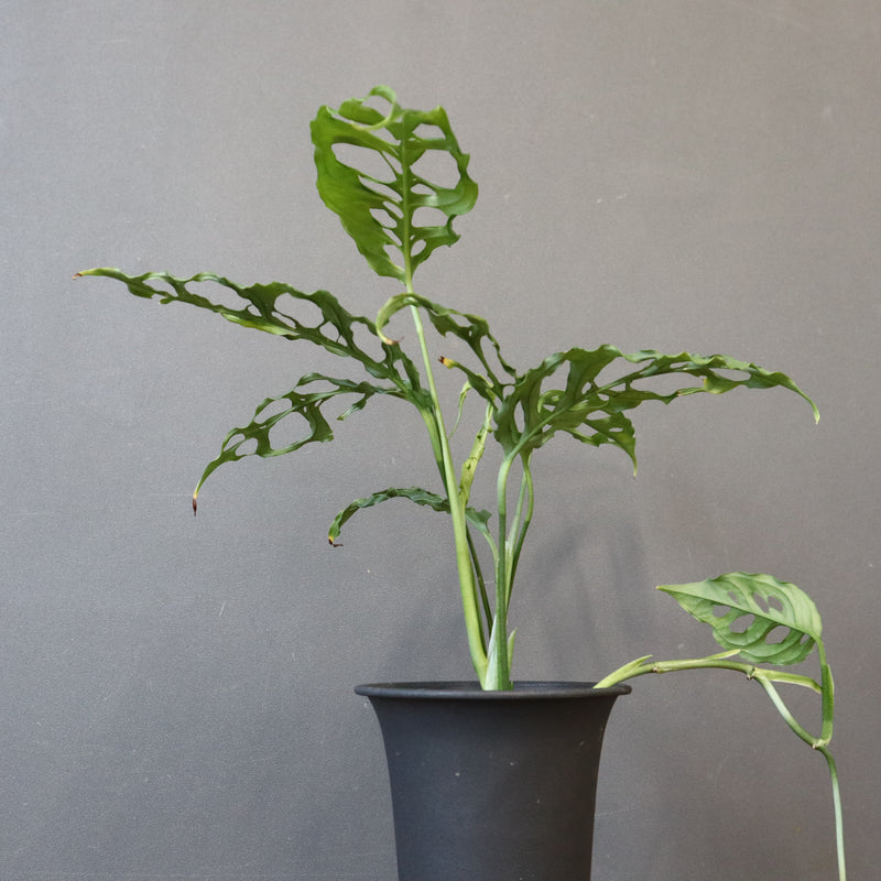 モンステラ　オブリクリア・ペルー　EC1176