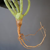 【ベアルート】E.エチュベルクローサ EC2089