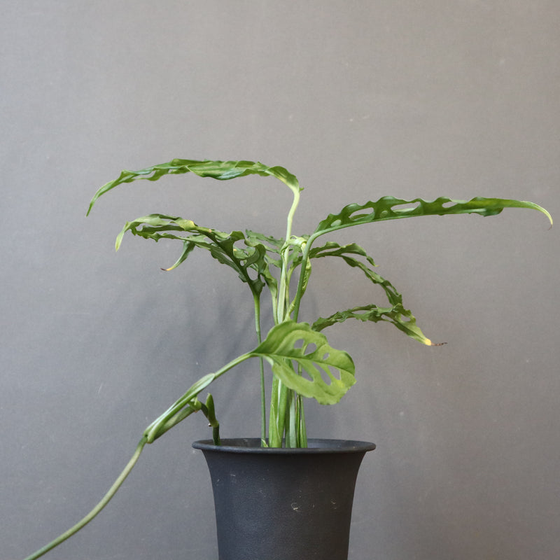 モンステラ　オブリクリア・ペルー　EC1176